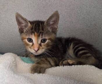 Mew -  Domestic Short Hair Cat for Adoption in Liverpool, New York - Mew | PetCurious