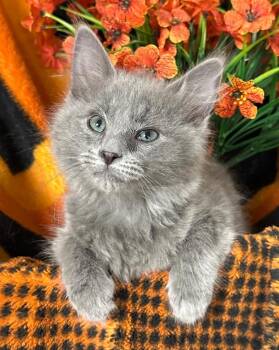 6/3/26 Phil -  Domestic Medium Hair Cat for Adoption in Stillwater, Oklahoma - 6/3/26 Phil | PetCurious