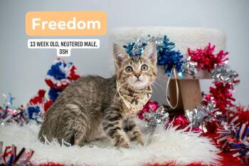 Freedom -  Domestic Short Hair Cat for Adoption in Sevierville, Tennessee - Freedom | PetCurious