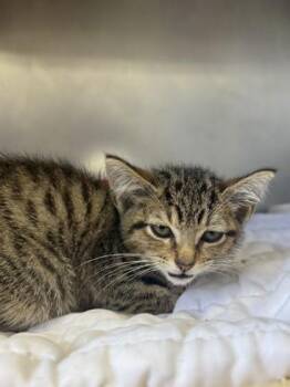 Domestic Short Hair Cats Available for Adoption in San Antonio, Texas - Pixie | PetCurious