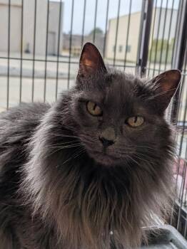 Domestic Long Hair Cats Available for Adoption - Chancey | PetCurious