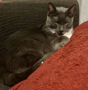 Domestic Short Hair Cats Available for Adoption - Supreme | PetCurious