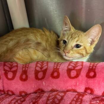 Peter Parker -  Domestic Short Hair Cat for Adoption in Los Angeles, California - Peter Parker | PetCurious