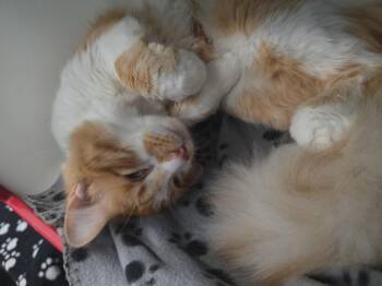 Mr. Meows -  Domestic Long Hair Cat for Adoption in Metamora, Illinois - Mr. Meows | PetCurious