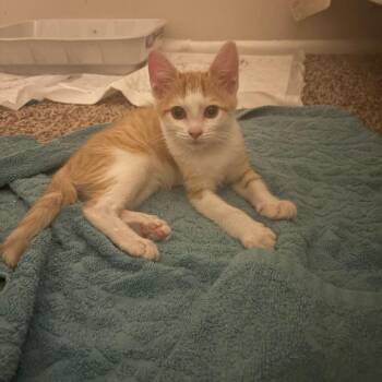 Gadget -  Domestic Short Hair Cat for Adoption in San Antonio, Texas - Gadget | PetCurious