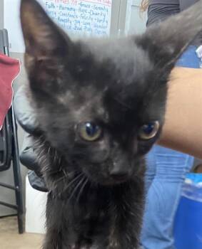 PANINI -  Domestic Short Hair Cat for Adoption in Dallas, Texas - PANINI | PetCurious