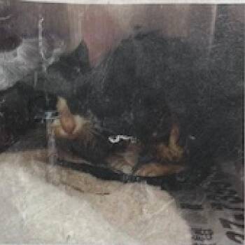 Domestic Long Hair Cats Available for Adoption in Austin, Texas - Zorro | PetCurious