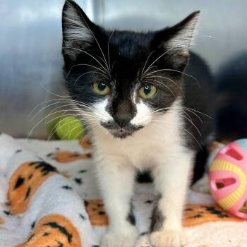 Link -  Domestic Short Hair Cat for Adoption in Matteson, Illinois - Link | PetCurious