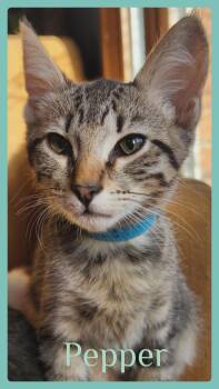 PEPPER -  Tabby Cat for Adoption in Lawton, Oklahoma - PEPPER | PetCurious