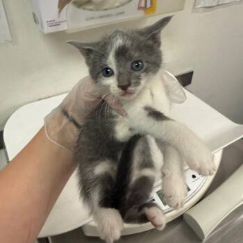 Nick -  Domestic Short Hair Cat for Adoption in Charleston, West Virginia - Nick | PetCurious