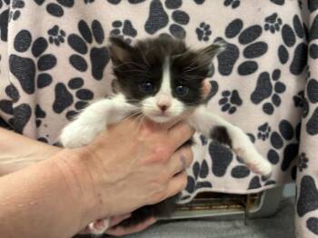 Domestic Short Hair Cats Available for Adoption in Pensacola, Florida - KIKU | PetCurious