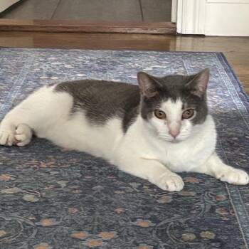 Domestic Short Hair Cats Available for Adoption in Buffalo, New York - Simon | PetCurious