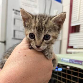 Domestic Short Hair Cats Available for Adoption in Ardmore, Oklahoma - Spider-kitten | PetCurious