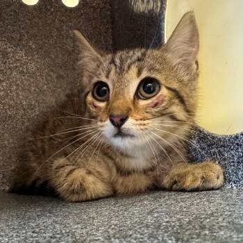 Oakman -  Domestic Short Hair Cat for Adoption in Birmingham, Alabama - Oakman | PetCurious