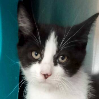 Domestic Short Hair Cats Available for Adoption - Chocolate Sprinkles | PetCurious