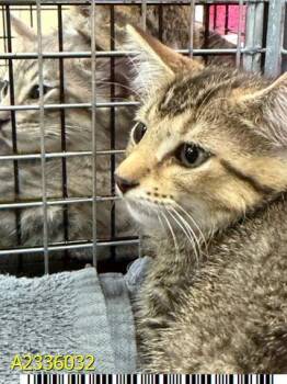 DUCK -  Domestic Short Hair Cat for Adoption in West Palm Beach, Florida - DUCK | PetCurious