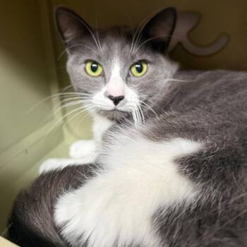 Bootsie -  Domestic Short Hair Cat for Adoption in Sarasota, Florida - Bootsie | PetCurious