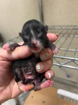 A1907610 -  Domestic Short Hair Cat for Adoption in Riverside, California - A1907610 | PetCurious