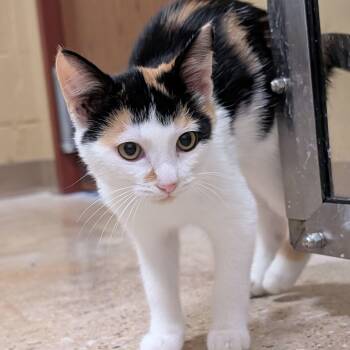 Lilo -  Domestic Short Hair Cat for Adoption in Madison, Wisconsin - Lilo | PetCurious