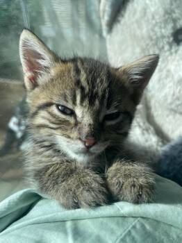 Bambi -  Domestic Short Hair Cat for Adoption in San Francisco, California - Bambi | PetCurious