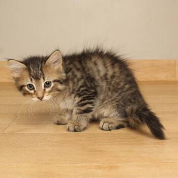 Meowcarpone C70115 -  Domestic Short Hair Cat for Adoption in Minnetonka, Minnesota - Meowcarpone C70115 | PetCurious