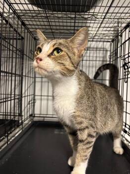 Saylor -  Domestic Short Hair Cat for Adoption in Metter, Georgia - Saylor | PetCurious