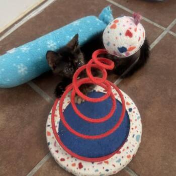 Daring Darla 19 -  Domestic Short Hair Cat for Adoption in Austin, Texas - Daring Darla 19 | PetCurious