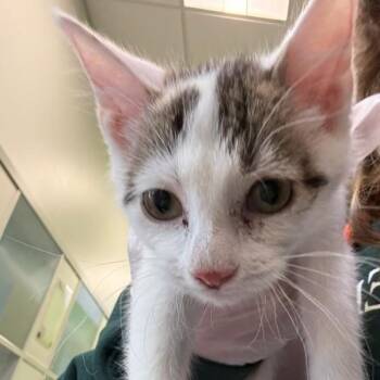 Drake -  Domestic Short Hair Cat for Adoption in Des Moines, Iowa - Drake | PetCurious