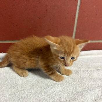 Riggs -  Domestic Short Hair Cat for Adoption in Cabot, Arkansas - Riggs | PetCurious