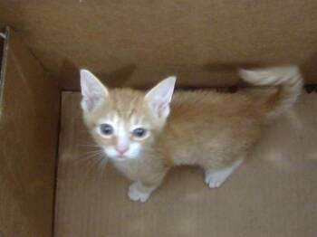 BONGO -  Domestic Short Hair Cat for Adoption in Dallas, Texas - BONGO | PetCurious