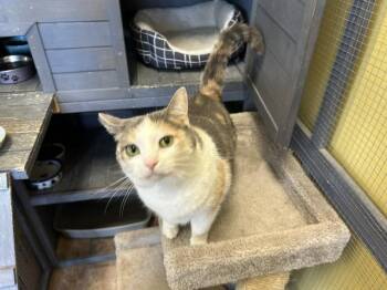 Aida -  Domestic Short Hair Cat for Adoption in Elmwood Park, Wisconsin - Aida | PetCurious