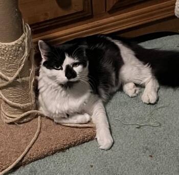Olivia -  Domestic Short Hair Cat for Adoption in Walled Lake, Michigan - Olivia | PetCurious