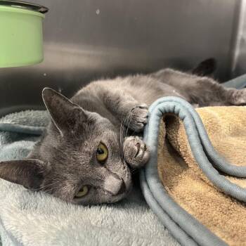 Domestic Short Hair Cats Available for Adoption in Lakeland, Florida - Blue | PetCurious