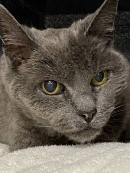 Rescue Russian Blue Cats for Adoption in San Jose, California - Misty | PetCurious