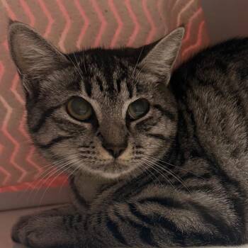 Franki Stein -  Domestic Short Hair Cat for Adoption in Goleta, California - Franki Stein | PetCurious