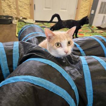 Domestic Short Hair Cats Available for Adoption in Park Falls, Wisconsin - Brandy | PetCurious