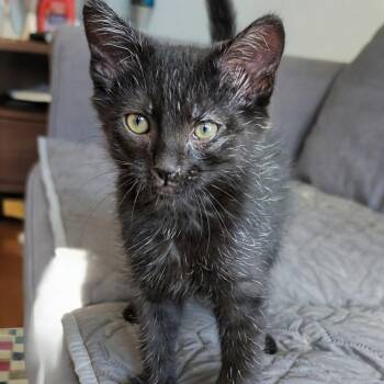 Elroy- Best friends with his brother Leroy -  Domestic Short Hair Cat for Adoption in West Jefferson, Ohio - Elroy- Best Friends With His Brother Leroy | PetCurious