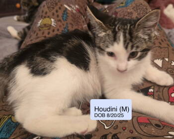 Rescue Tabby and Domestic Medium Hair Cats for Adoption in Vacaville, California - Houdini | PetCurious
