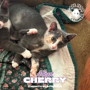 Cherry -  Dilute Tortoiseshell Cat for Adoption in Wilmington, North Carolina - Cherry | PetCurious