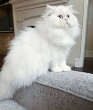 Temba - Purebred Persian -  Persian Cat for Adoption in Muskego, Wisconsin - Temba - Purebred Persian | PetCurious