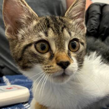 Reeses -  Domestic Short Hair Cat for Adoption in Corpus Christi, Texas - Reeses | PetCurious