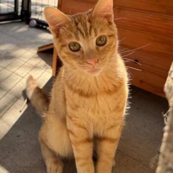 Milo -  Domestic Short Hair Cat for Adoption in Garden City, Michigan - Milo | PetCurious