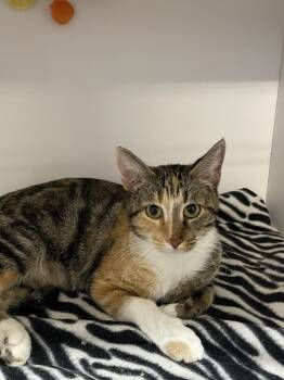 Rescue Domestic Short Hair Cats for Adoption in Bolivar, Missouri - Compass | PetCurious