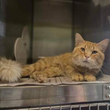Bernardo -  Domestic Long Hair Cat Available for Adoption in Madison, Wisconsin - Bernardo | PetCurious