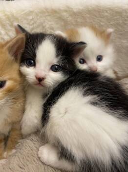 Smudge sweetest baby girl -  Domestic Medium Hair Cat for Adoption in Hillsboro, Oregon - Smudge Sweetest Baby Girl | PetCurious