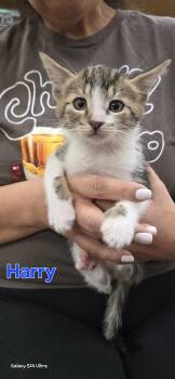 Harry Potter  -  Domestic Short Hair Cat Available for Adoption in Woodland, California - Harry Potter  | PetCurious