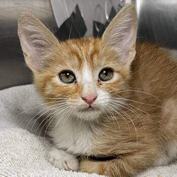 Crunchwrap Supreme -  Domestic Short Hair Cat for Adoption in Palm Springs, California - Crunchwrap Supreme | PetCurious