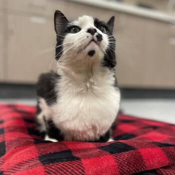 Rescue Domestic Short Hair Cats for Adoption in Las Vegas, Nevada - Lindo | PetCurious