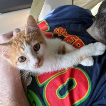 Zinc -  Domestic Short Hair Cat for Adoption in Little Mountain, South Carolina - Zinc | PetCurious