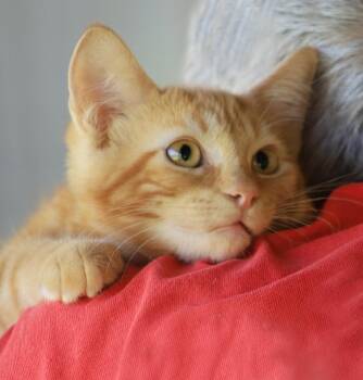 Aayla -  Domestic Short Hair Cat for Adoption in North Fort Myers, Florida - Aayla | PetCurious